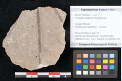 Foto (Objekt + Etikett) von Puccinites zosterae Ettingshausen (NHMW-GEO-2024-0188-6622)